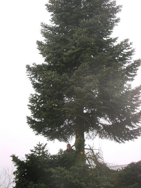 Weihnachtsbaum umschneiden 2007