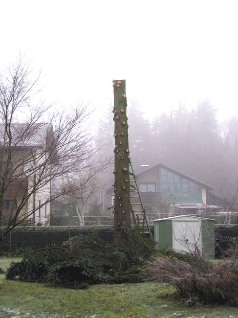 Weihnachtsbaum umschneiden 2007